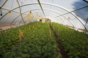 How Many Cannabis Plants Can You Grow Per Square Metre?