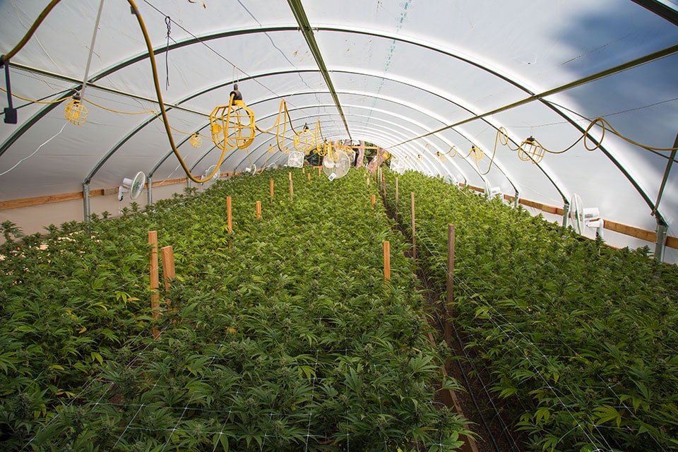 How Many Cannabis Plants Can You Grow Per Square Metre?