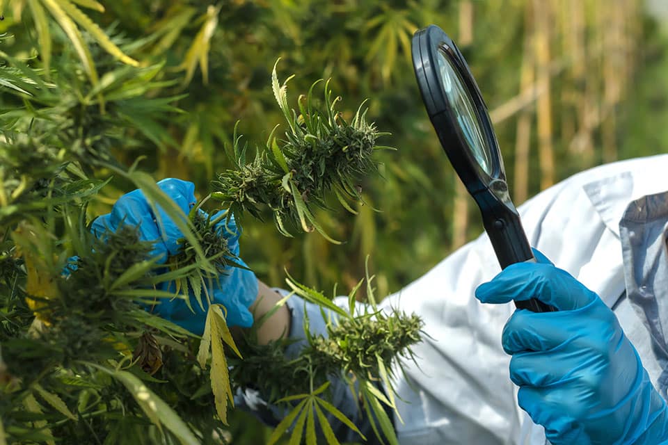 Learn how to prevent, detect, and fight mildew on your cannabis plants. Discover early signs, humidity control tips, and effective natural treatments.
