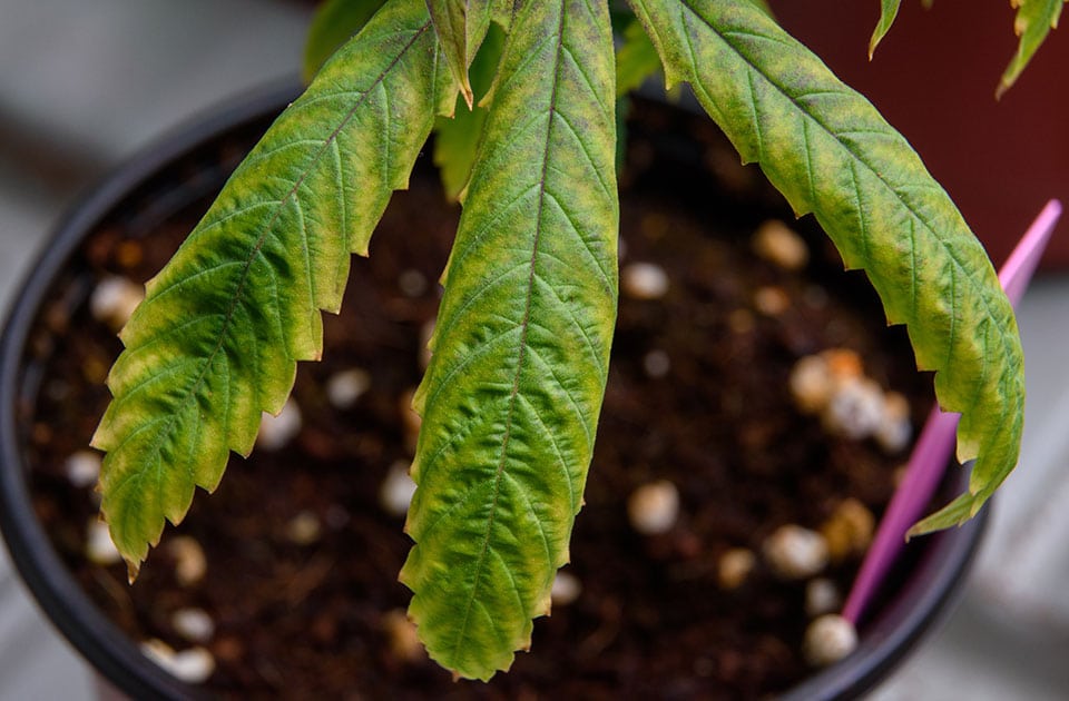 How to Prevent Verticillium Wilt When Growing Cannabis