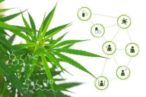 THC and CBD – What’s The Difference?