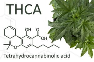 THCA and THC - What’s the Difference?