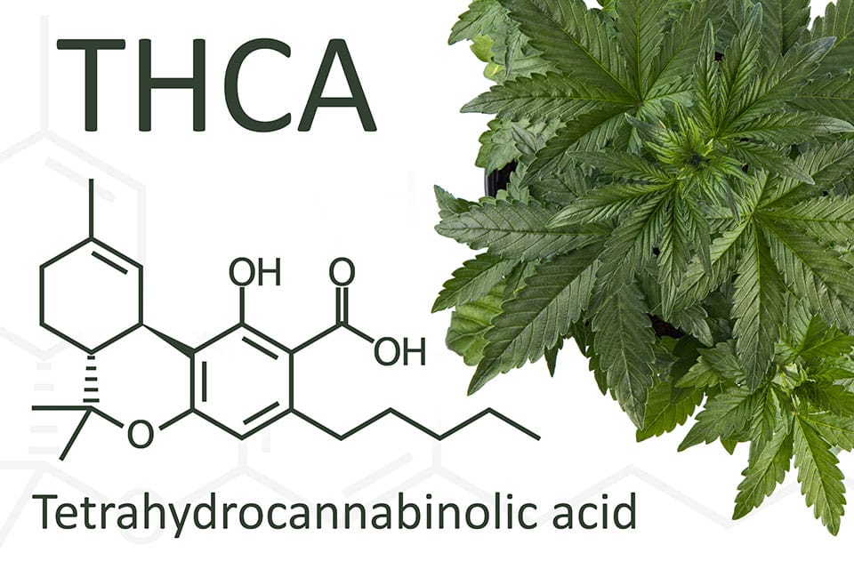 THCA and THC - What’s the Difference?