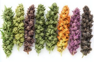 The Many Delicious Aromas of Marijuana