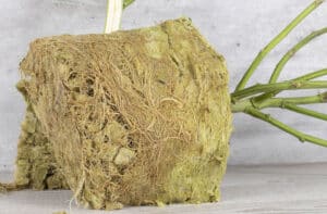 What Are Mycorrhizae?