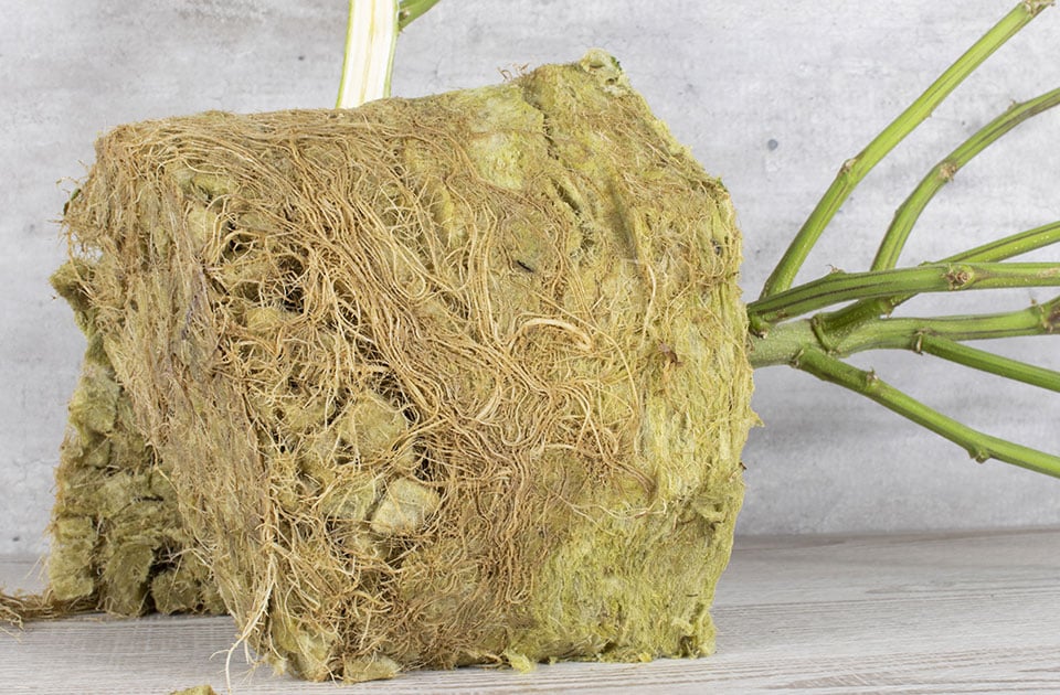 What Are Mycorrhizae?
