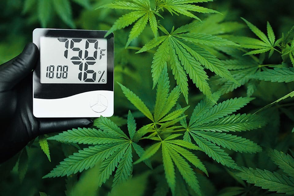 What Factors Affect Relative Humidity Control for Cannabis?