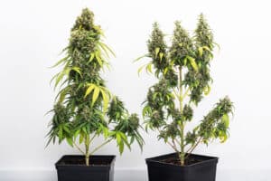 What Is the Difference Between Indica and Sativa Plants