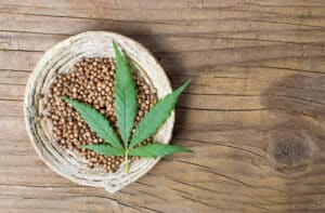 What is Better to Grow: Regular or Feminized Seeds?