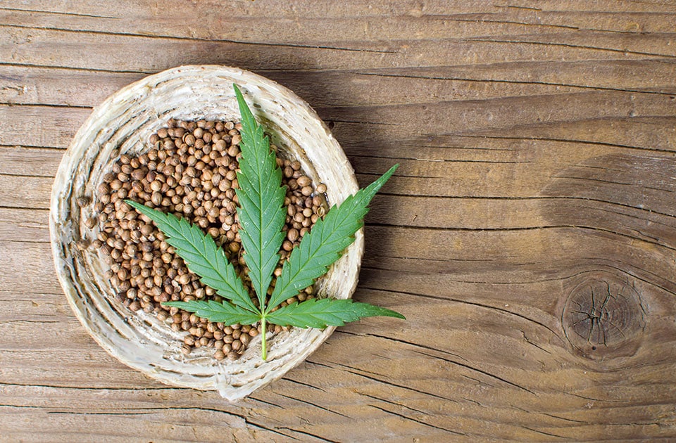 What is Better to Grow: Regular or Feminized Seeds?