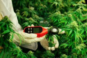 When to Increase Light Intensity in Flowering