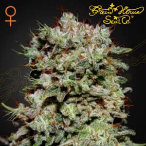 Kalashnikova By Green House Seed Company