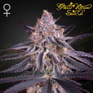 King’s Juice Feminized By Green House Seed Company