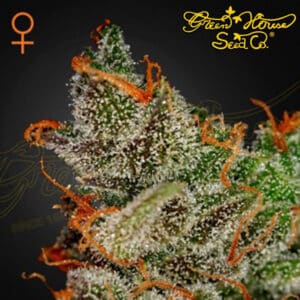 King’s Kush Feminized By Green House Seed Company