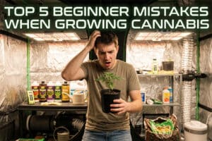 Top 5 Beginner Mistakes When Growing Cannabis