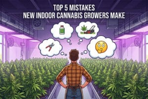 Top 5 Mistakes New Indoor Cannabis Growers Make