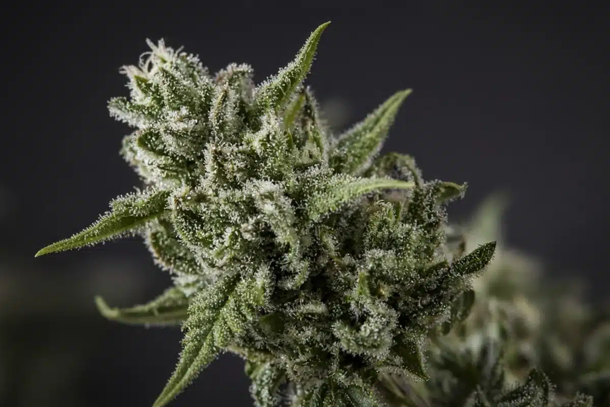 Cannabis flower covered in trichomes