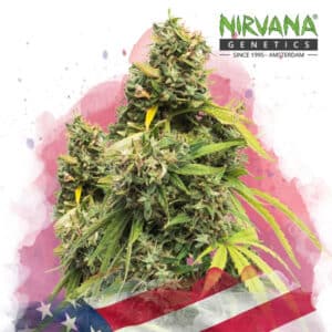 5 Alive Feminized By Nirvana Seeds