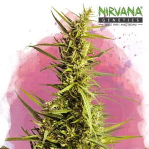 AK-48 Feminized By Nirvana Seeds