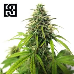 AK Autoflower By Blimburn Seeds Bank