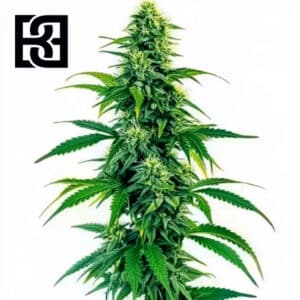 Acapulco Gold Autoflower By Blimburn Seeds Bank