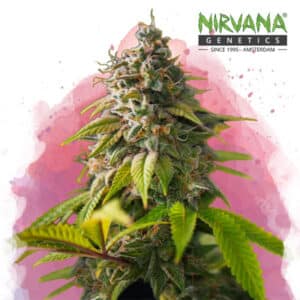 Amnesia Haze Feminized By Nirvana Seeds