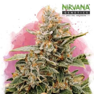 Apple Fritter Feminized By Nirvana Seeds