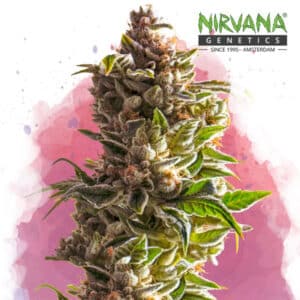 Aurora Indica Feminized By Nirvana Seeds