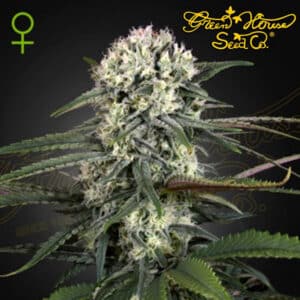 Auto-Bomb Autoflower By Green House Seed Company