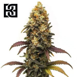 BC Diesel Feminized By Blimburn Seeds Bank