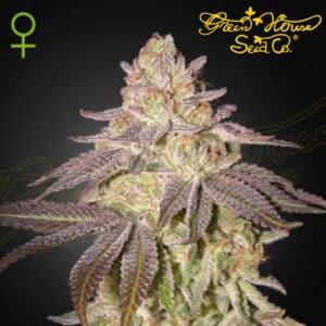 Black Toffee Autoflower By Green House Seed Company