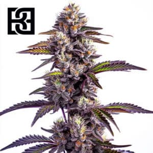 Blackberry Moonrocks Autoflower By Blimburn Seeds Bank