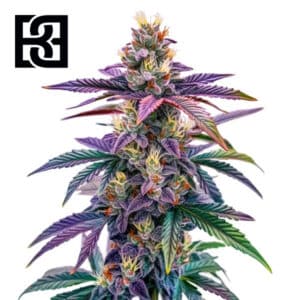 Blue Dream Autoflower By Blimburn Seeds Bank