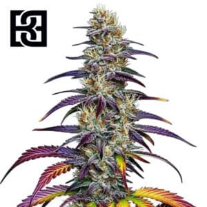 Blue Dream Feminized By Blimburn Seeds Bank