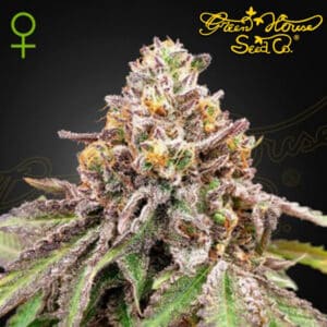 Blue Haze x Gelato 41 Autoflower By Green House Seed Company