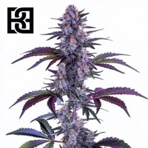 Blueberry Autoflower By Blimburn Seeds Bank