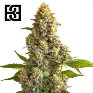 Bruce Banner Autoflower By Blimburn Seeds Bank