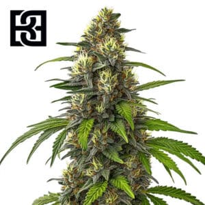 Cafe Racer Autoflower By Blimburn Seeds Bank