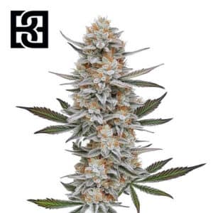 Chemdog #4 Feminized By Blimburn Seeds Bank