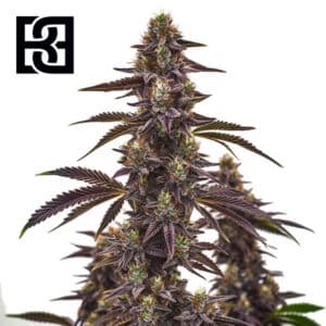 Cherry Pie Autoflower By Blimburn Seeds Bank