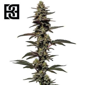 Chocolate Thai Autoflower By Blimburn Seeds Bank