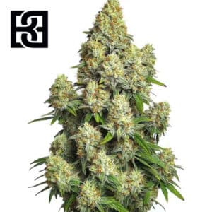 Cinderella 99 Autoflower By Blimburn Seeds Bank