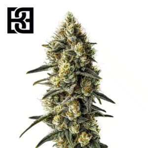 Cindy 99 Feminized By Blimburn Seeds Bank