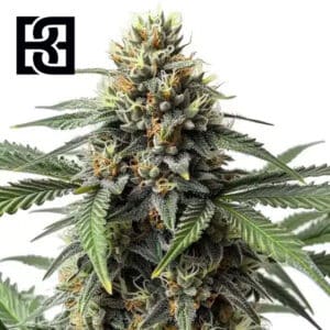 Cr + Feminized By Blimburn Seeds Bank