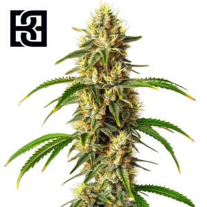 Critical Autoflower By Blimburn Seeds Bank