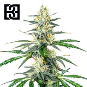 Dama Blanca Feminized By Blimburn Seeds Bank