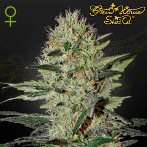 Exodus Cheese Autoflower By Green House Seed Company