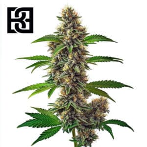 Fat Bastard Autoflower By Blimburn Seeds Bank