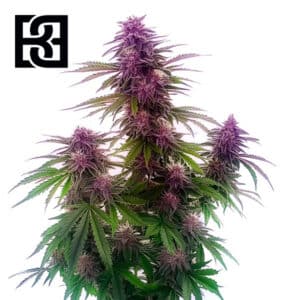 Florida Sunrise Autoflower By Blimburn Seeds Bank