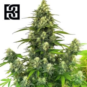 GG4 Autoflower By Blimburn Seeds Bank
